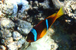 nemo fish from the red sea
