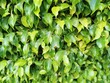 ficus benjamina green leaves texture