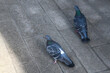 Birds hide from the hot sun in the shade of city buildings