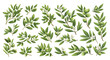 Cartoon Flat Olive Branch Set. Sketch Branches with Leaves and Blossoms, Hand-Drawn Olives Design Element