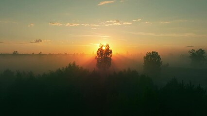 Wall Mural - Majestic forest view at sunset with fog