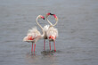 Greater Flamingo (Phoenicopterus roseus) interaction in Walvis Bay in Namibia