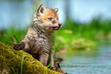 Fototapeta Sawanna - Red fox, vulpes vulpes, small young cub in forest