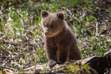 Wall Mural - Young brown bear cub in the forest. Animal in the nature habitat