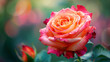  A beautiful rose bloomed in the garden, a bunch of roses in the garden,Detail of an open apricot rose centered in the picture with an unfocused green background