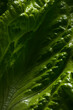 Texture of a young fresh lettuce leaf, macro shot.