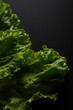 A young fresh bunch of lettuce, on a black background.