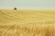 Envision the simple beauty of rural life as you gaze out over a rolling wheat field, the distant sound of a tractor humming in the distance, Generative AI