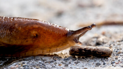 slug or snail on a forest path