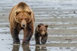 The Bear. Grizzly Brown Bear and Cub Together on Alaska Coastal Mud Flats