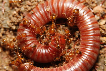 close up of fireants eat millipede