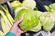 Cabbage vegetable in hand