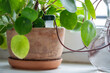 Self watering system. Drip irrigation system made of silicone tubing for potted Pilea plant in case of long weekends or holidays. Houseplant suck up water through tubes submerged in vase of water