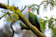 A red-crested turaco, Tauraco erythrolophus, perched in a tree. A colourful frugivorous bird endemic to western Angola and the national bird of Angola.