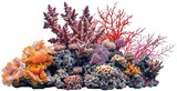 A tropical coral reef on rocks isolated on a white background