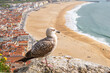Yellow-legged gull observing the ocean in aerial view of the town of Nazaré in Portugal
