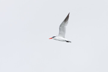 Caspian tern (Hydroprogne caspia) flying in the sky in summer.