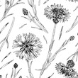 Cornflowers Vector seamless Pattern. Hand drawn Flowers background. Black and white sketch of officinalis knapweeds. Outline drawing of wildflowers. For monochrome floral prints