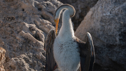 Wall Mural - A female Australasian Darter focused on pruning feathers and enjoying the sun's warmth. 