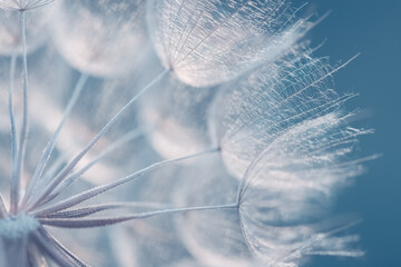 Dandelion closeup on a blue background. Beautiful abstract macro. Art background. Selective focus.