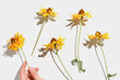 Floral Autumn composition dried yellow flowers Cosmos, woman hand holding one above white background. Autumn, fall concept, nature still life, dry blooming flowers casting shadows from sunlight