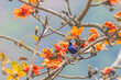Asian Fairy Bluebird on the Red Cotton flower tree.
