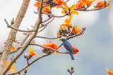 Fototapeta Las - Asian Fairy Bluebird on the Red Cotton flower tree.
