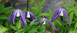  Waldrebe (Clematis) Wildpflanze mit vielen blauen Blüten, Panorama 