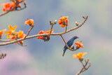 Fototapeta Las - Asian Fairy Bluebird on the Red Cotton flower tree.