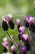 Schopf-Lavendel (Lavandula stoechas) Pflanze mit Blüten 