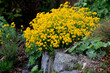 Felsen-Steinkraut (Alyssum saxatile) an Steinmauer im Garten mit gelben Blüten 