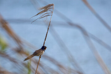 Wall Mural - swallows standing on a reed next to a water.