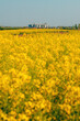 Large agricultural silos building on the horizon behind the blooming rapeseed canola fields
