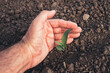 Agronomist examining maize seedling in cultivated field, closeup of hand holding crop
