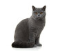 Pretty and proud british shorthaired cat sitting looking at the camera isolated on a white background