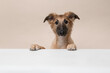 Portrait of a cute silken windsprite puppy on a sand colored background looking at the camera, with its paws over a white border