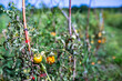 Tomato plants with overripe yellow bush tomatoes growing outdoors, outdoors, in the garden