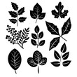 Herbarium specimens of various black leaves from different plants