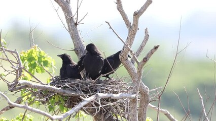 Sticker - Carrion crow (Corvus corone orientalis) nesting in Japan