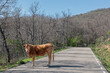 A cow invades the road