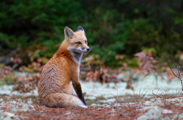Wall Mural - Red fox with a bushy tail hunting in the forest in Algonquin Park , Canada in autumn