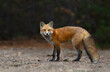 Red fox with a bushy tail hunting in the forest in Algonquin Park , Canada in autumn