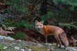 Red fox with a bushy tail hunting in the forest in Algonquin Park , Canada in autumn