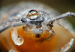 Close-Up of Dewdrop on Insect Eye at Dawn