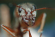 Close-Up of Ants Head in Natural Habitat