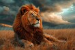 Side view of a Lion walking, looking at the camera, Panthera Leo, A lioness, Panthera leo, sitting on top of a mound, on Savannah, Single lion looking regal standing proudly on a small hill. 	