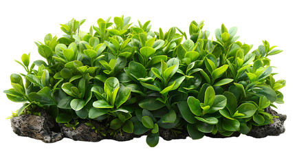 Wall Mural - Bush PNG. Green plant isolated 