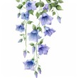 watercolor  leaves  hanging plant campanula isolated on white background 