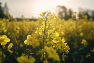 植物, 花畑, 花, 菜の花, 黄色, 草原, Plants, flower garden, flowers, rape blossoms, yellow, meadow