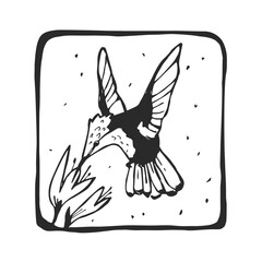 Vector hand-drawn illustration of a Rubin-Topaz Hummingbird with flower. A stamp with a wild Brazilian bird in the style of a sketch.